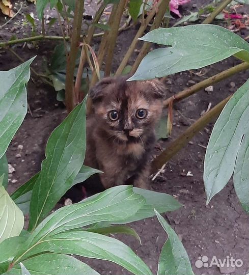 Котята