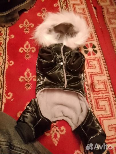 Одежда для маленьких собак зимняя