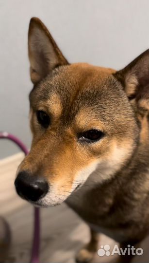 Вязка кобель сиба ину