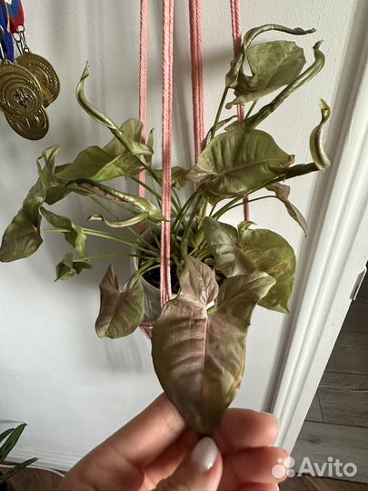 Комнатные цветы