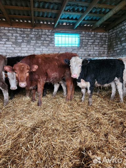 Продаю бычков
