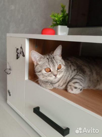 Шотландская кошечка