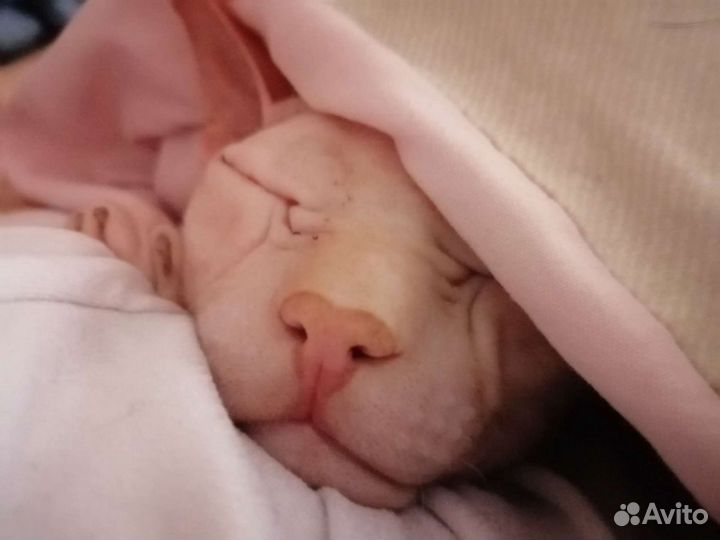 Вязка Сфинкс Донской