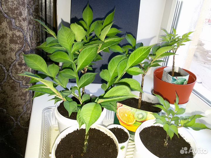 Аморфофаллус коньяк клубневый