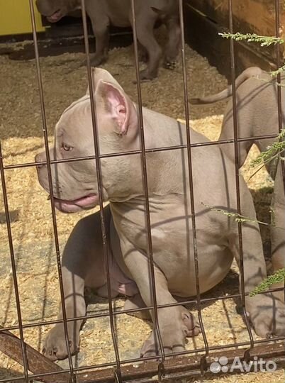 Американский булли - красивые мальчишки