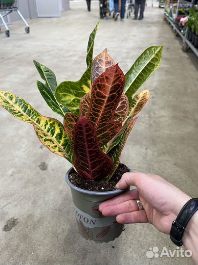 Кодиеум Экселент Кротон