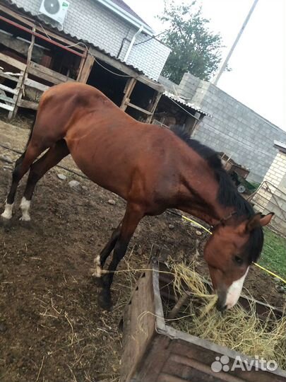 Лошадь рысак