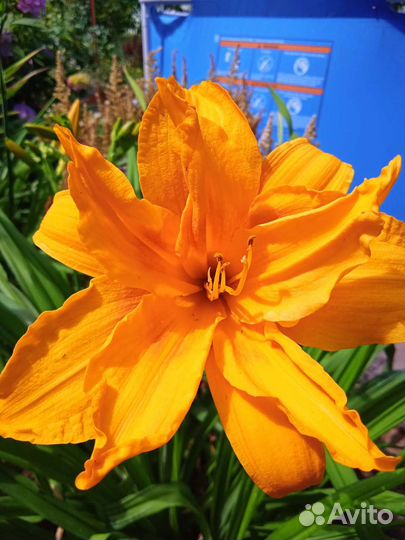 Цветы для сада