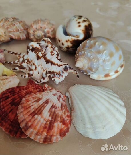 Ракушки морские