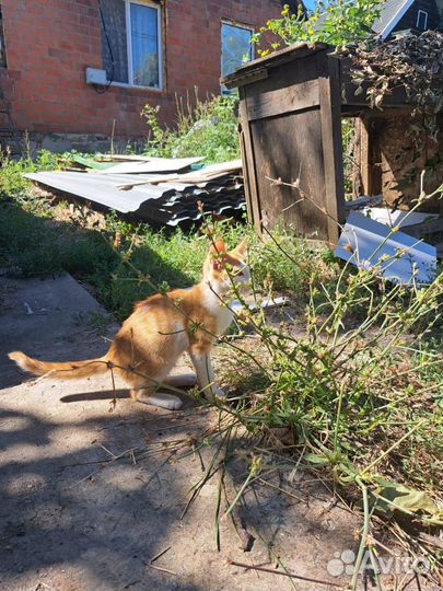 Котик