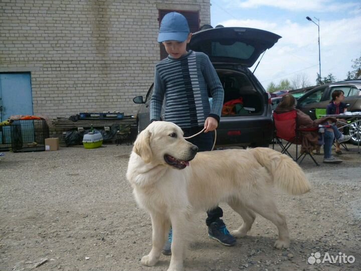 Золотое счастье в дом