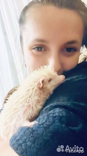 Африканский ежик