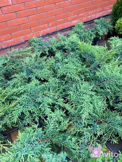 Можжевельник