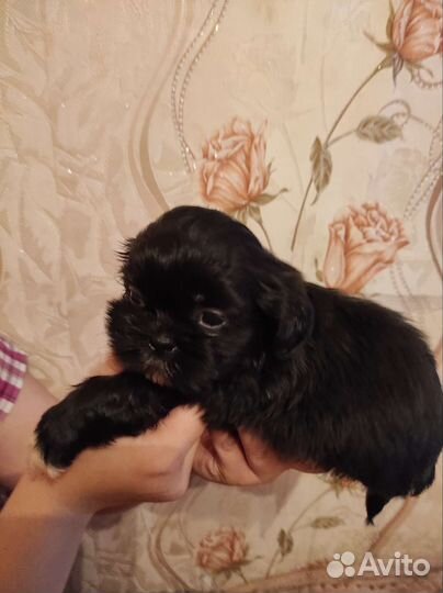 Щенки ши-тцу