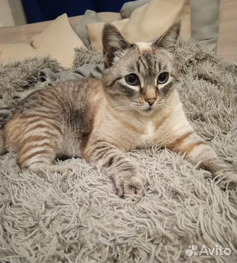 Отдам кота в добрые руки