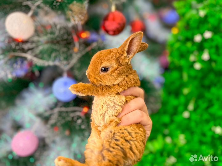 Карликовый кролик мини - плюшевый рекс и другие