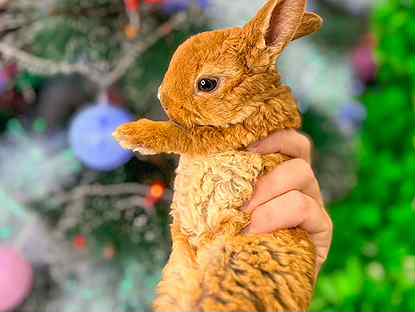 Карликовый кролик мини - плюшевый рекс и другие