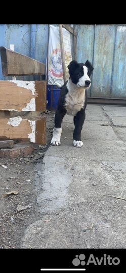 Среднеазиатская овчарка