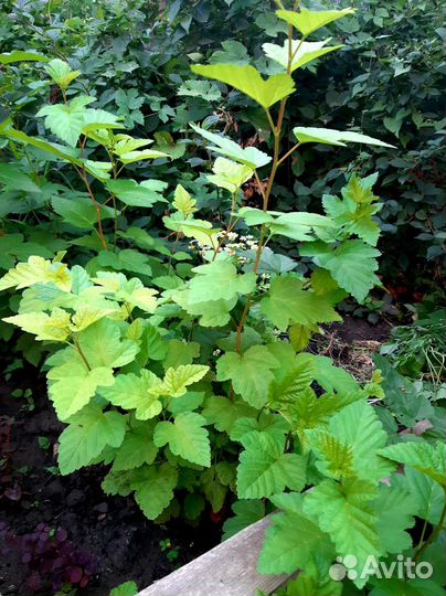 Пузыреплодник калинолистный