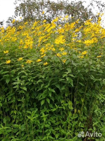 Топинамбур