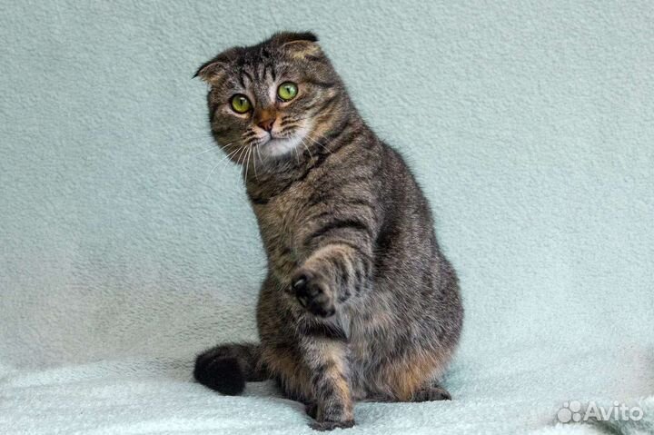 Бесплатно Шотландская вислоушка котодевочка