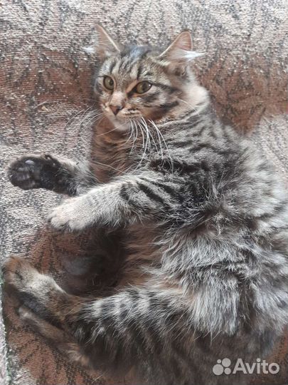 Кошечка Дуся