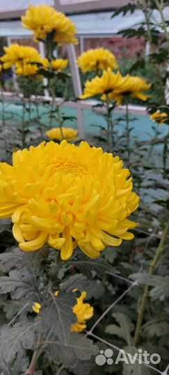 Хризантемы маточники