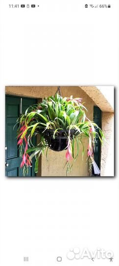 Бильбергия