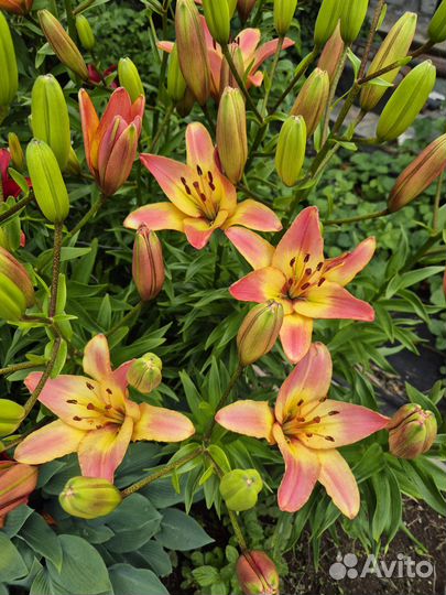 Лилейник,лилии