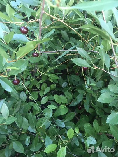 Саженцы вишни