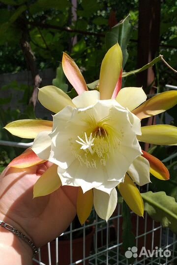 Желтый эпифиллум