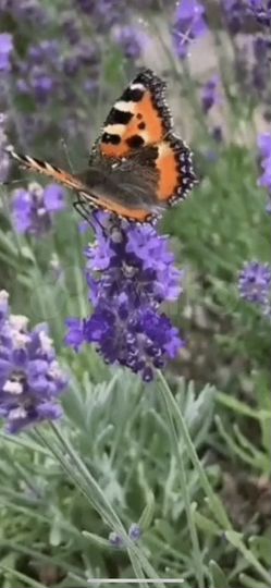 Участок 7 сот. (ИЖС)