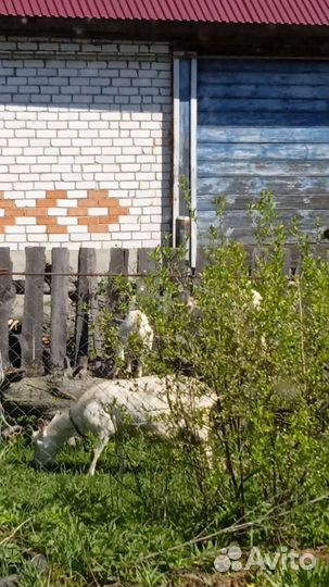 Творог, Домашняя деревенская молочная продукция