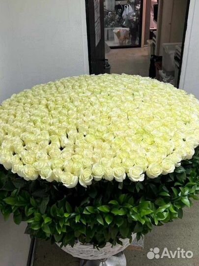 501 Белые розы в корзине