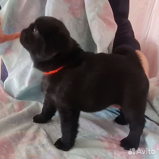 Щенки мопса мальчики