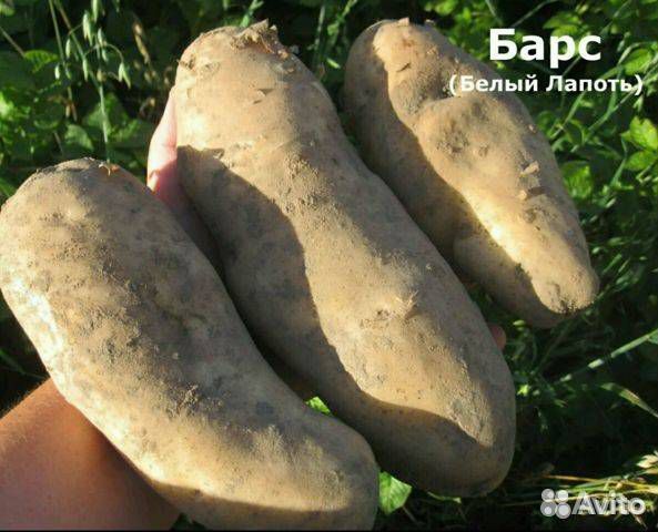 Барс картофель