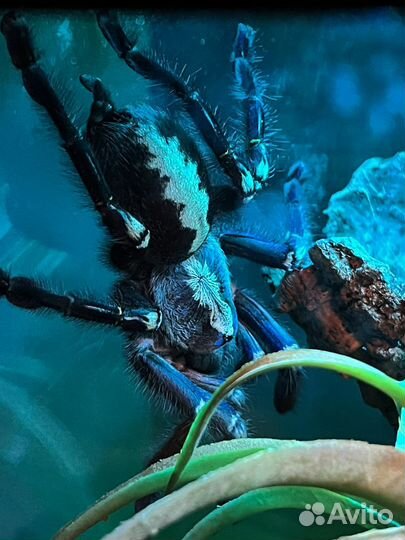 Паук птицеед Poecilotheria metallica L3