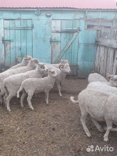 Овцы и бараны