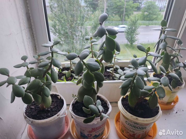 Толстянка Денежное Дерево