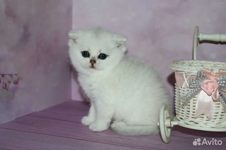 Котята серебристые шиншиллы ns11, ns12