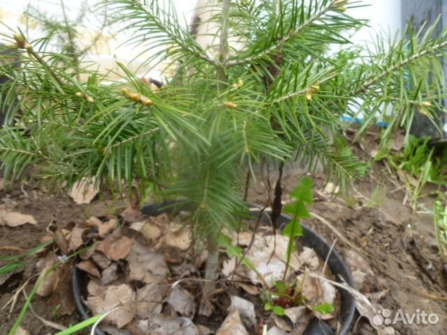 Саженцы пихты сибирской
