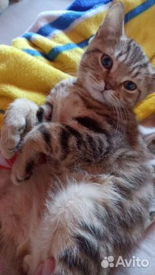Британский котенок