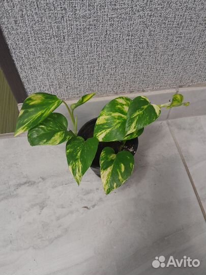 Сциндапсусы