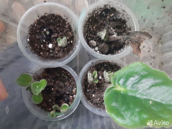 Детки сортовых фиалок