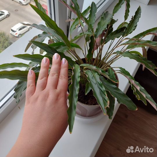 Цветы домашние - Калатея руфибарба