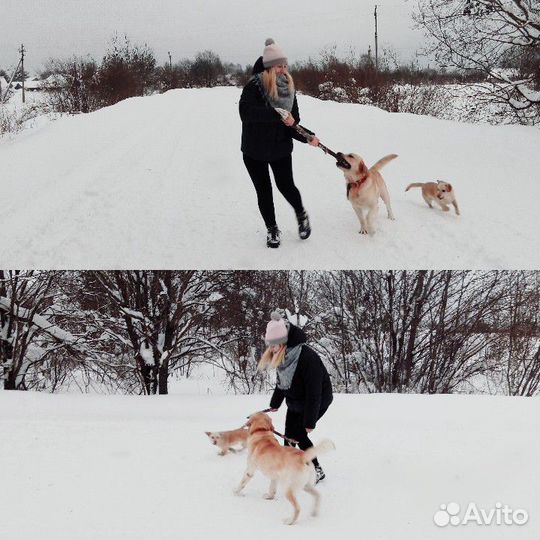 Передержка собак и кошек