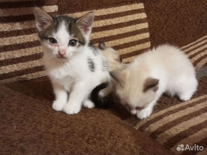 Котята в добрые руки