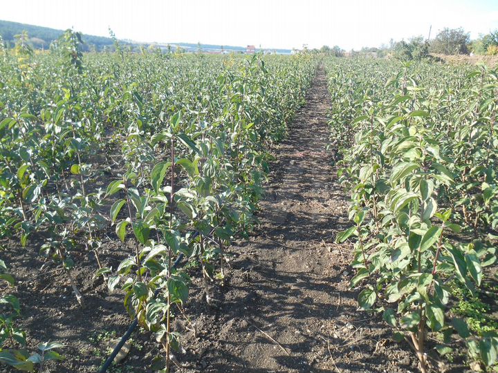 Участок 5 га (СНТ, ДНП)