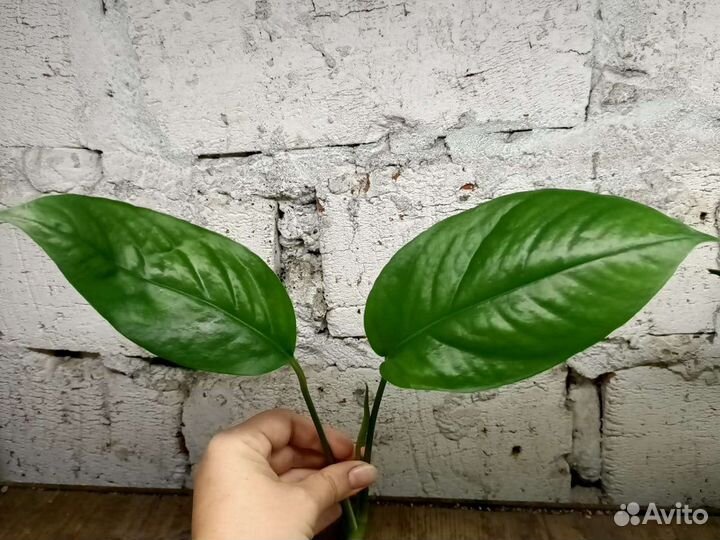 Эпипремнум, сансевиерия, ипомея, клеродендрум