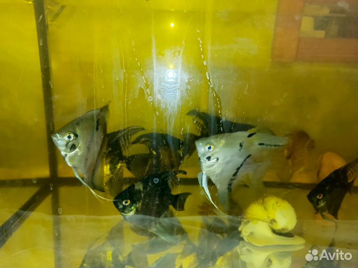 Аквариумные рыбки Мраморные Скалярии